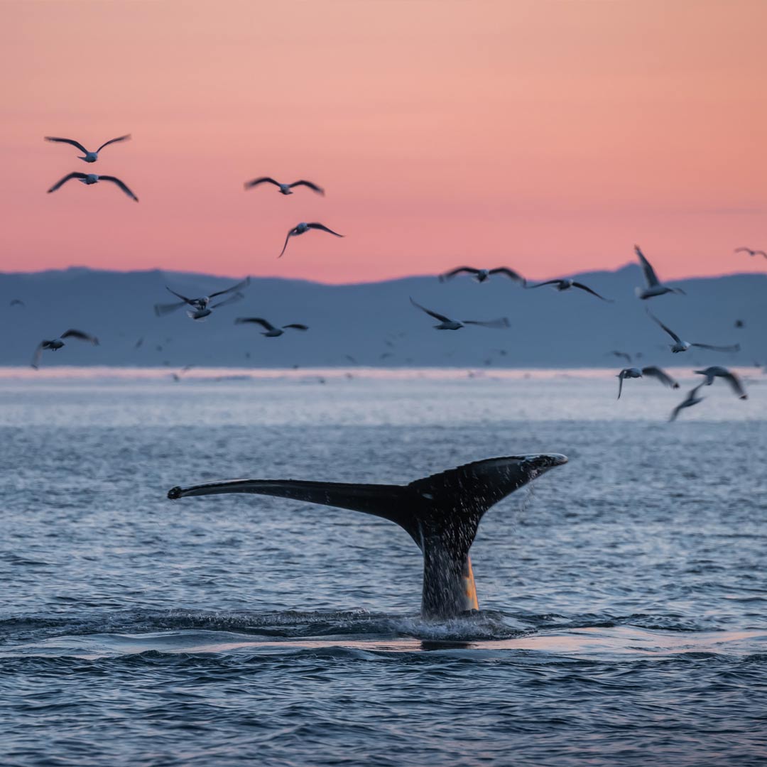 The Whale Trail - 27 August 2027