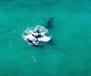 whale-trail-gallery