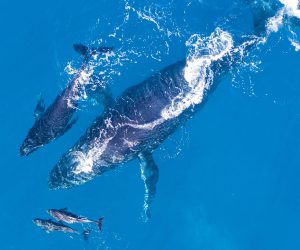 whale-trail-gallery